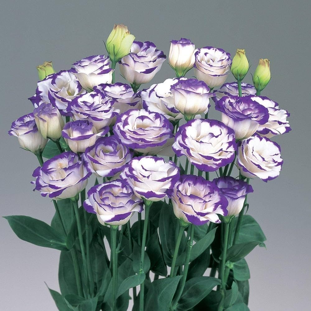 Eustoma Lisianthus Multi-Color Flower - for planting in home garden